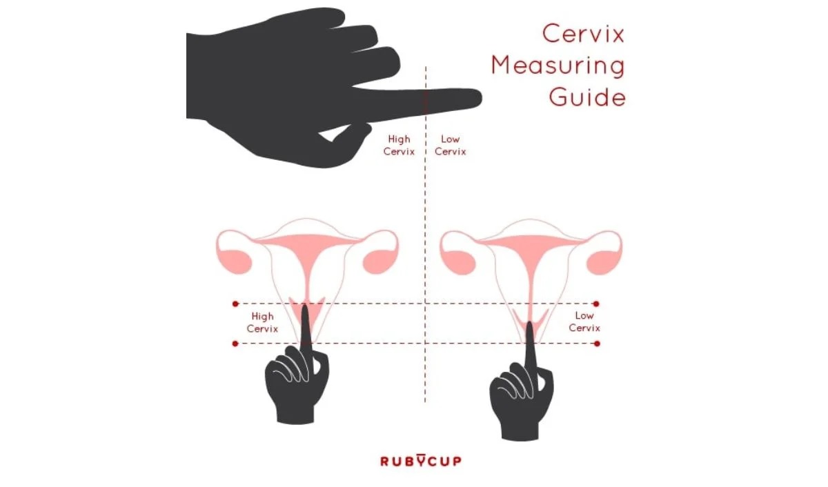 Menstruālais kauss: kāpēc tas var būt labākais menstruāciju līdzeklis?